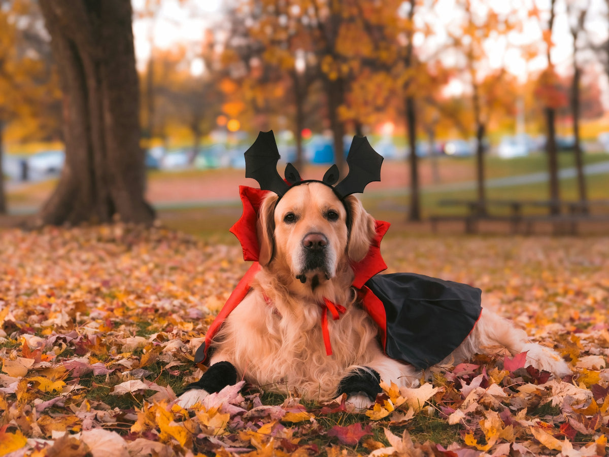 Golden retriever in a vampire cape
