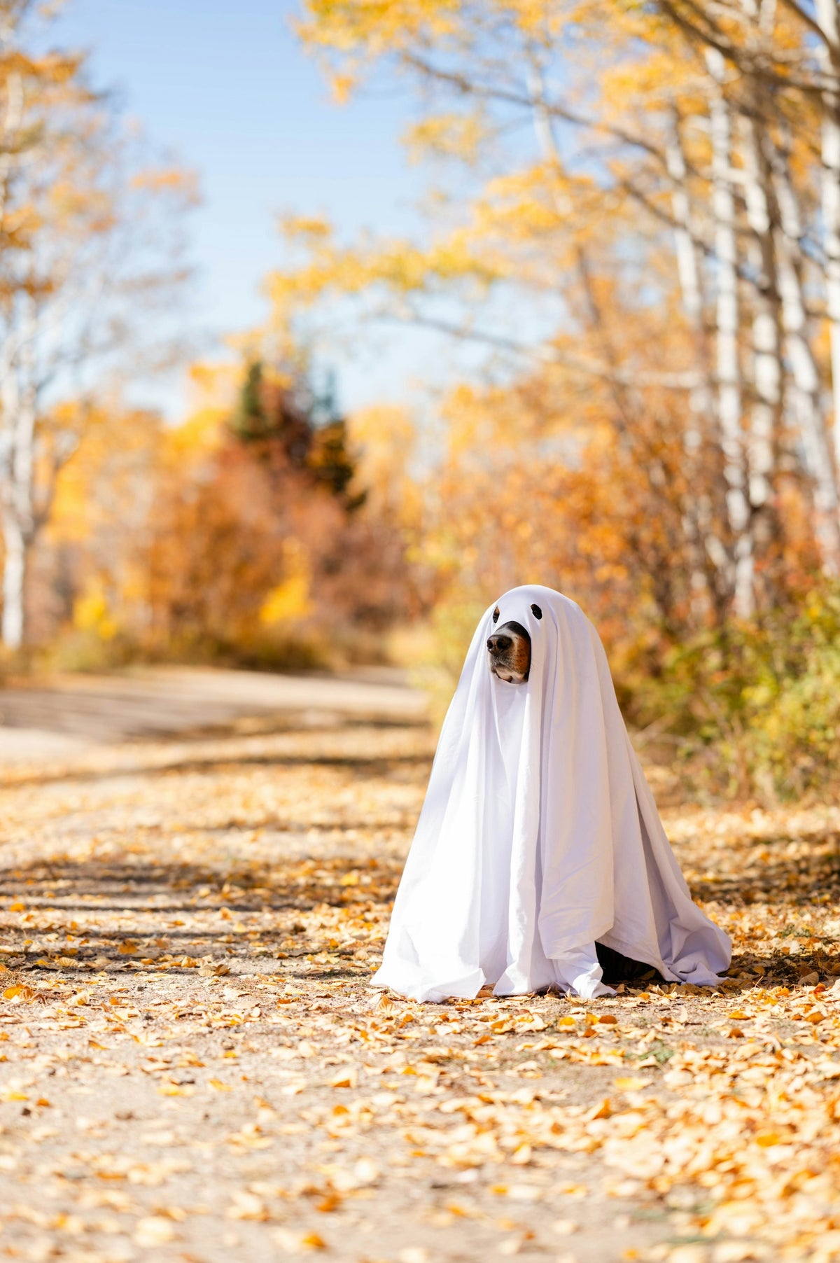 Dog in a ghost sheet costume on an autumn path