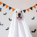 ghost dog costume