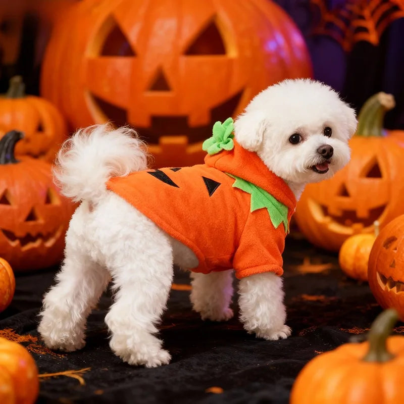 pumpkin dog costume
