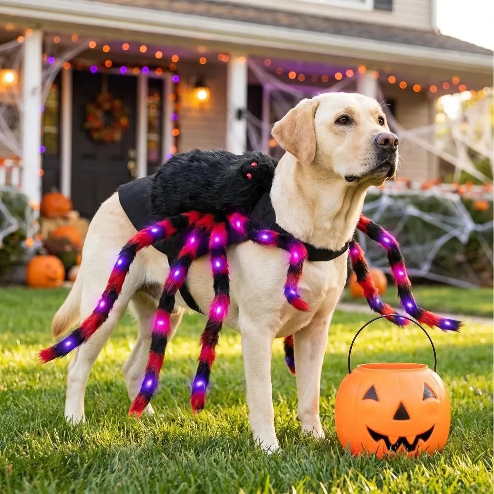 spider dog costume